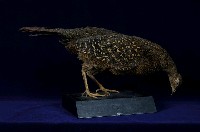 藍腹鷴藏品圖，第7張
